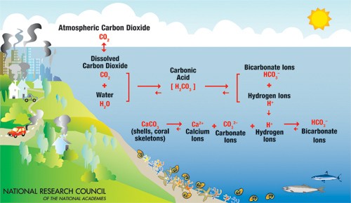 TwentyFlow Ocean Acidification